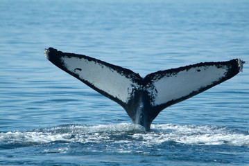 Humpback Whale White Fluke