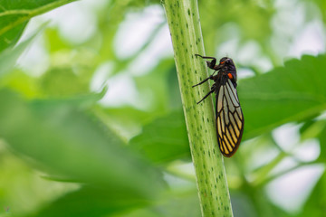 fly on leaf cricket bug