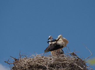 two Storks in the nest