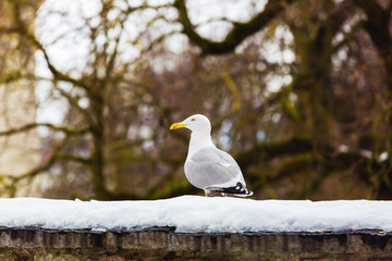 Seagull in the snow on a background of bare tree branches. Beautiful winter background of interwoven branches. Seagull in an urban environment
