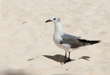 Gaviota en arena esperando por comida. Ave marina tomando el sol en la playa. Gaviota descansando...