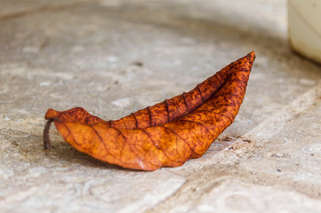 Acercamiento de hoja aislada de otoño sobre pavimento de concreto