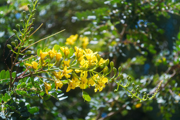 Flor silvestre de color amarillo. Planta con flor de color amarillo