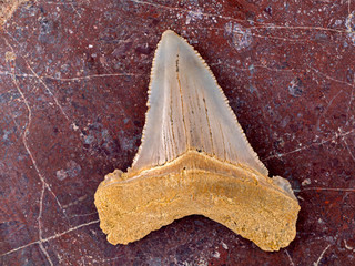 E98 P1010091 Fossil Carcharocles chubutensis shark tooth, on rock slab copyright ernie cooper 2019