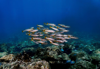 Fototapeta na wymiar coral reef with shoal of fish