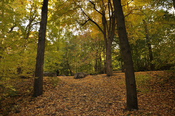path in the forest during the fall