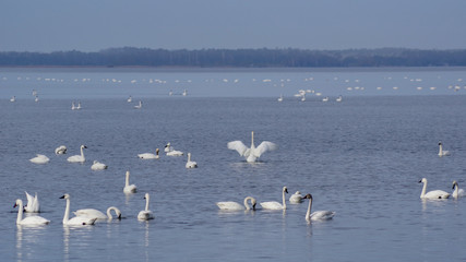 Self awareness - trumpeter swans stretching wings