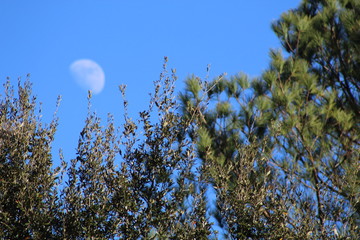 Moon rising over trees