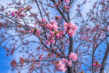 河津桜が咲くとソメイヨシノが待ち遠しくなります