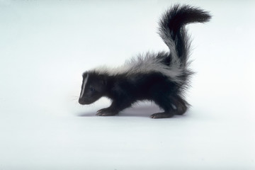 Baby skunk with tail up