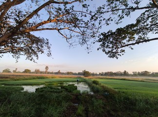 Fototapeta premium Beautiful green rice field, morning golden sun light and clear sky in summer season. Natural scene. Farm land scenic North of Thailand. Agriculture land plot for sales.
