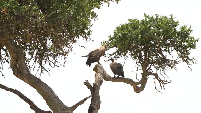 Lappet Faced Vultures on tree top  , masai mara national reserve