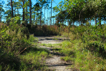path in the woods