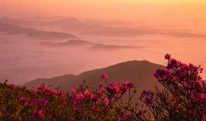 철쭉꽃이 핀 무등산의 아침 풍경