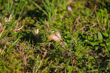 Brown moth in the wild