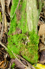 Hypnum Moss On Post