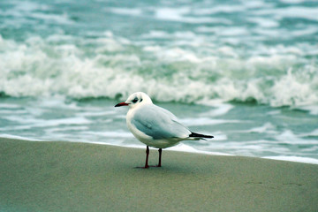 Pocztówka z Kołobrzegu - ptak na plaży