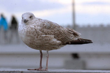 Portret mewy. Kołobrzeg.