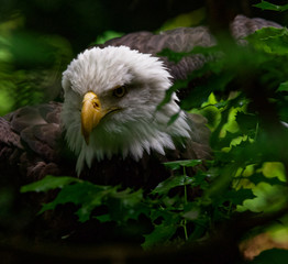 bald eagle