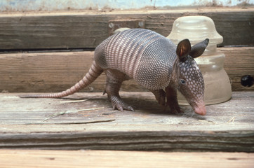 Baby Armadillo in barn