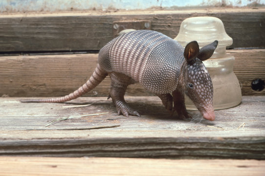 Baby Armadillo In Barn