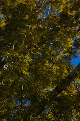 trees in autumn