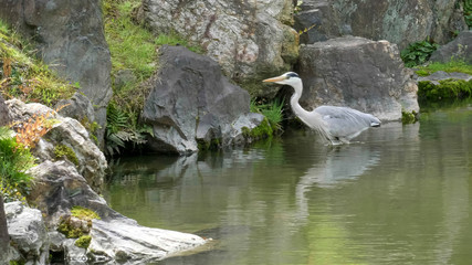 grey heron wading at nijo castle in kyoto