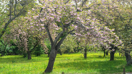 Fototapeta premium plum trees in blossom at nijo castle in kyoto