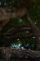 Fototapeta premium tree in forest