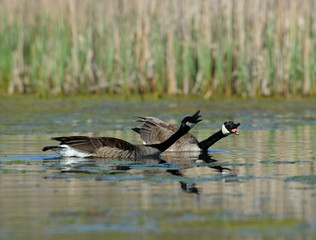 Canada geese unison call