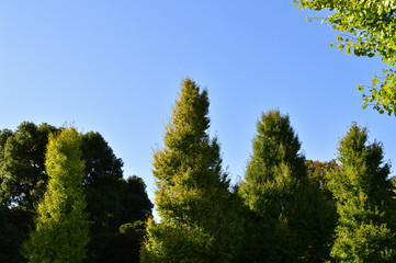 Fototapeta na wymiar 銀杏の街路樹の梢を撮影した写真