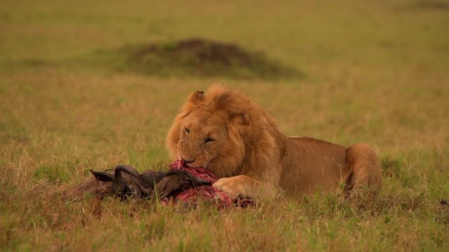 lion lioness eating wildebeest animal in masai mara grass land video closeup