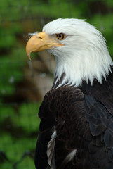 Bald Eagle Profile with Feather