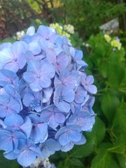 Fototapeta premium hydrangea in bloom