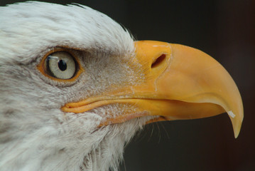 Bald Eagle Profile