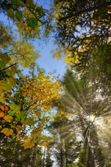 autumn tree canopy 