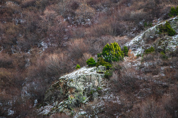 Green bush on a rocky mountain in autumn.
