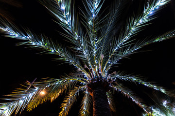 Beleuchtetet Palme an Weihanchten auf Mallorca, Spanien