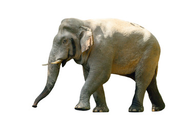 Large male Asian wild elephant isolated on white background