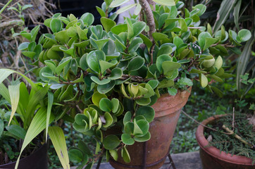 Peperomia obtusifolia (Piperaceae) in potted plant.