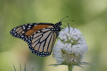Butterfly 2019-184 / Monarch butterfly (Danaus plexippus) 