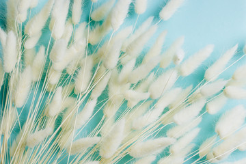Flowers composition. Frame made of white Lagurus flowers on light blue background. Flat lay, top view, copy space