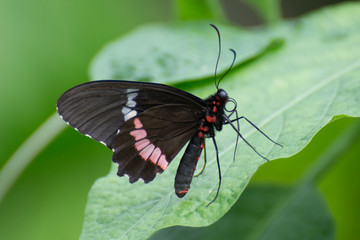 Fototapeta na wymiar Butterfly 2019-186 / Red-sided swallowtail (Mimoides Phaon)
