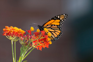 Fototapeta na wymiar Butterfly 2019-188 / Monarch butterfly (Danaus plexippus) 