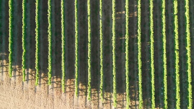Aerial drone top down vine rows and windmill at New Zealand vineyard in Marlborough