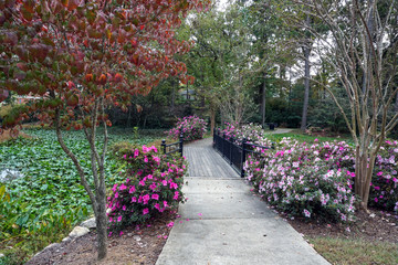 Flower lined path in a garden