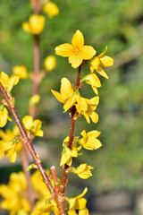 春のレンギョウの黄色い花をハイアングルで撮影した写真
