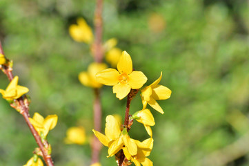 春のレンギョウの黄色い花をハイアングルで撮影した写真