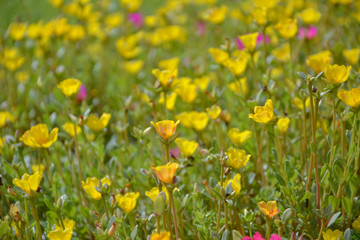 Portulaca Grandiflora multi color flowers garden blooming top view background,Rose jepun, Portulacaceae,Portulace grandiflora,Rosemoss,tropical plant,Ros jepun,Portulaca Grandiflora Hook,Portulacace.