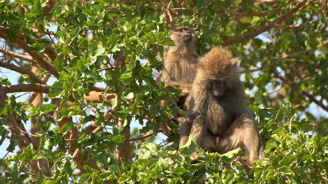 Olive baboon on tree masai mara grass land closeup wildlife video